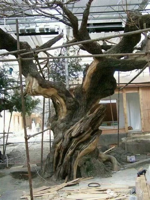 日皮软件免费樹生產廠家
